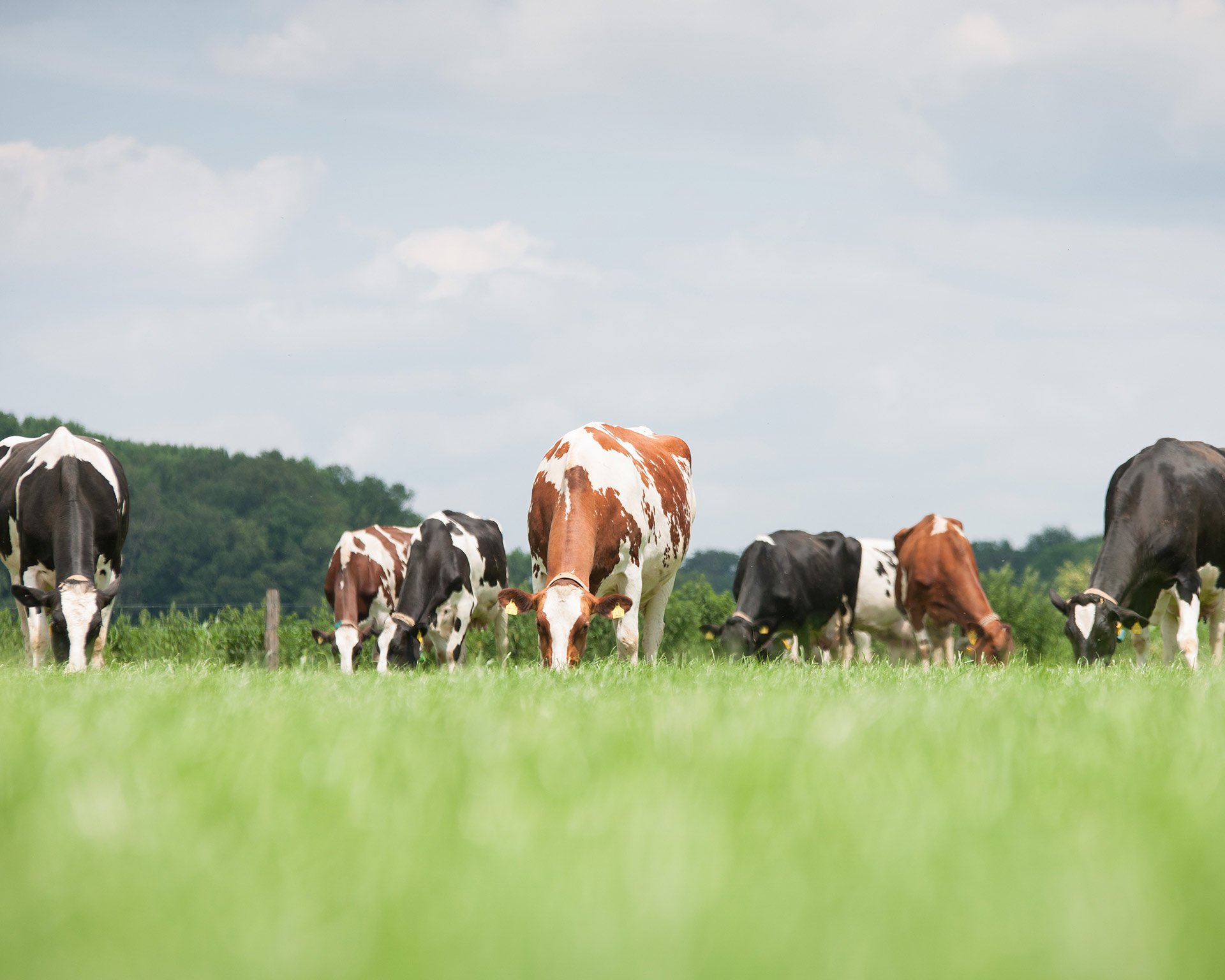 heat-stress-in-cows-symptoms-treatment-prevention-phibro